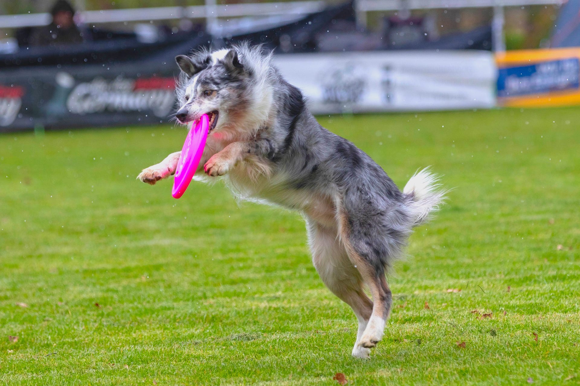 frisbee-4126280_1920 (1)